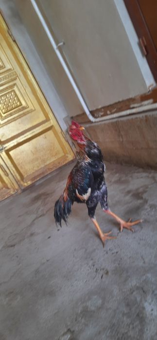 Dakan jo'ja  sotiladi