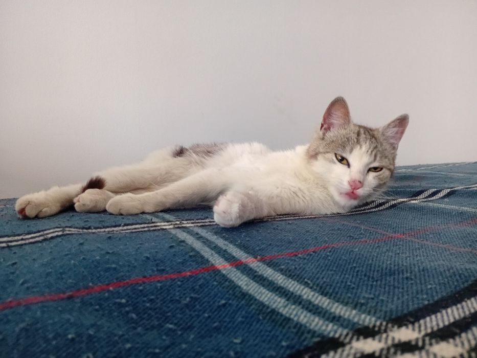 Кот в добрые руки