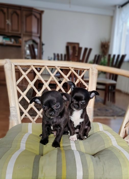 Чихуахуа, мини чихуахуа