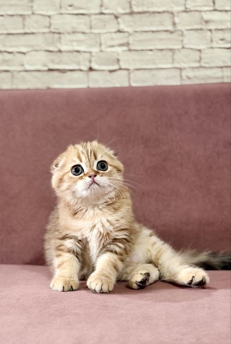 Скоттиш фолд. Мальчик