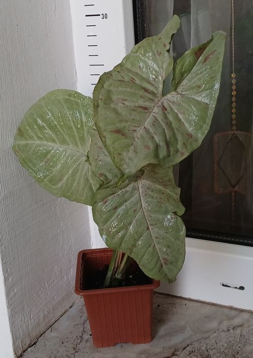 Колекция Сингониуми - Цвете на Щастието