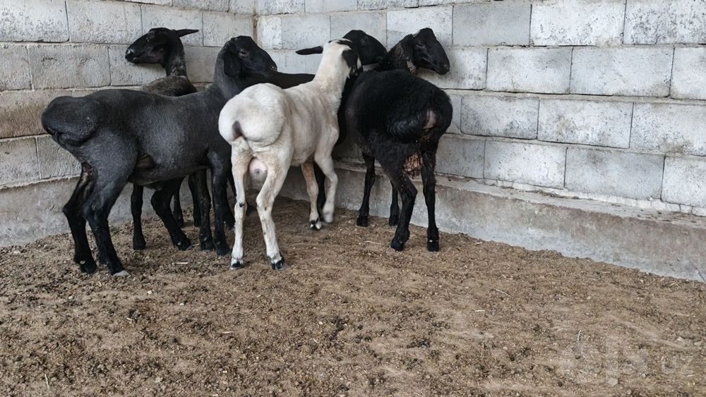 Tug'adigan qo'y sotiladi yaxshi narxlarda