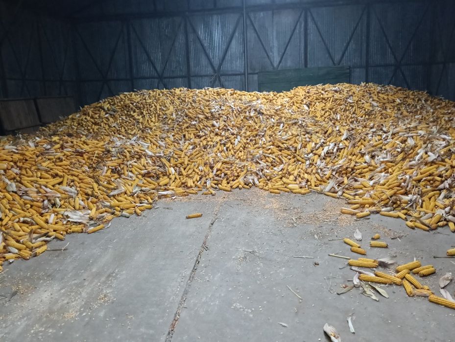 Porumb stiulete 2025