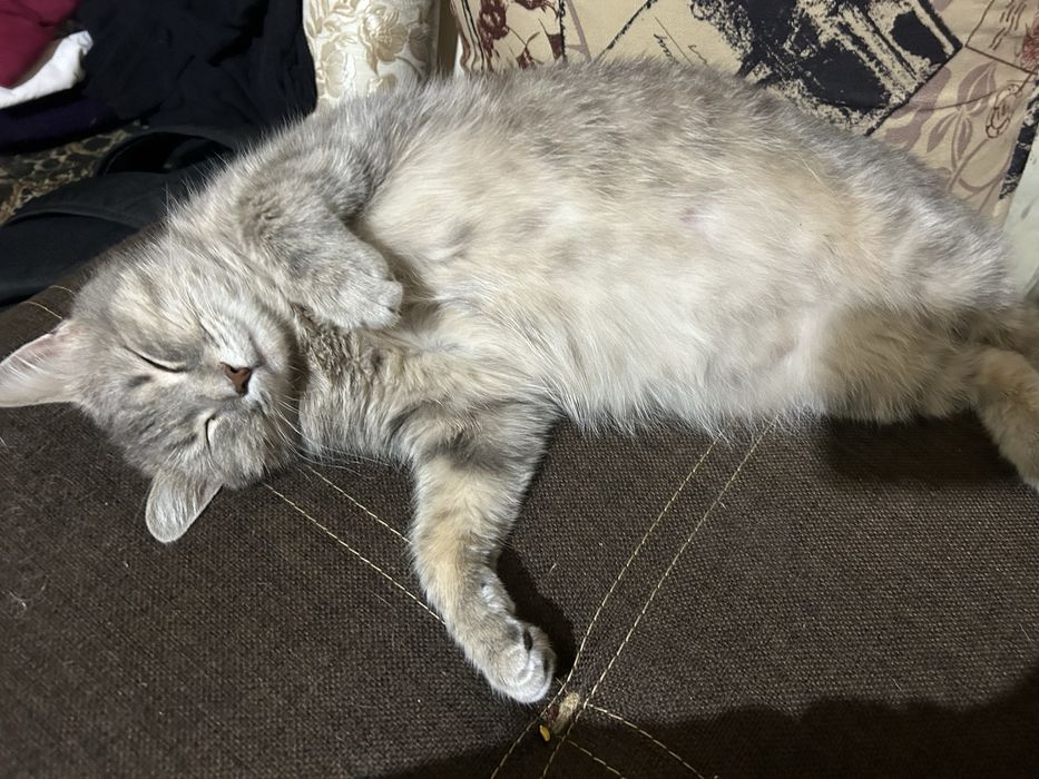 Отдам кошку бесплаьно