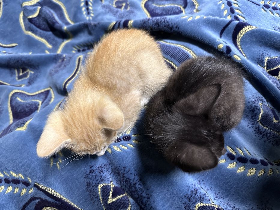 Котики 2 месяцчные