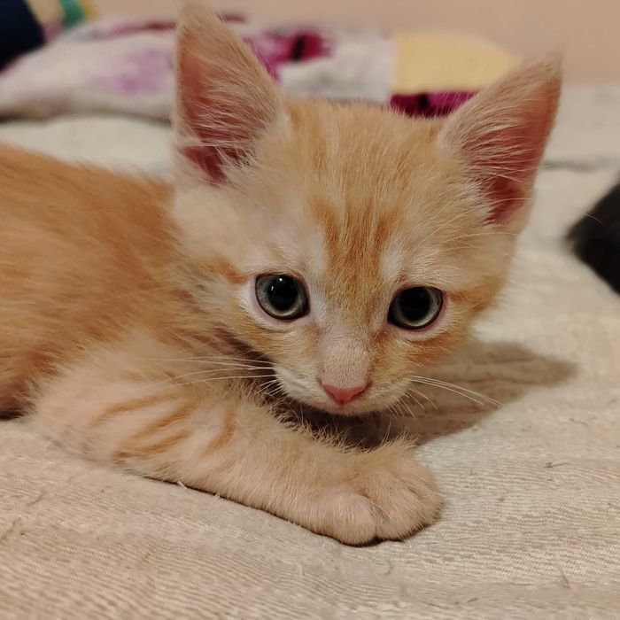 Котёнок Вася (рыжий окрас)