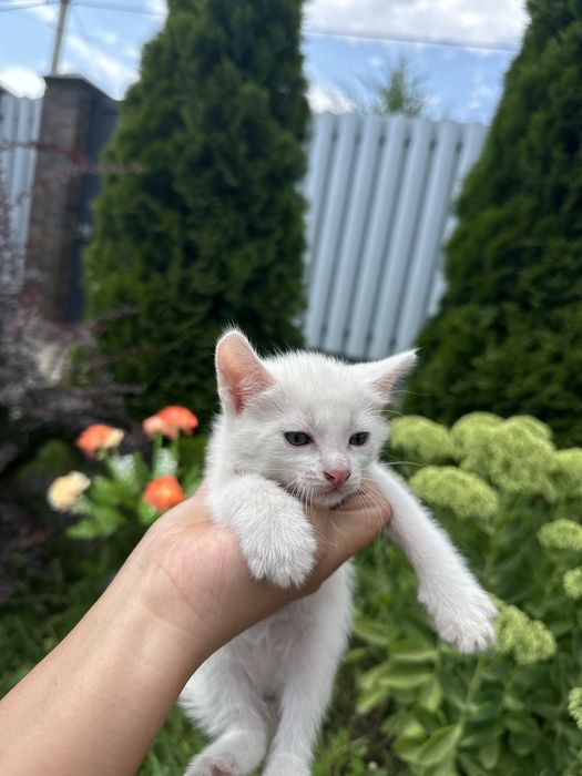 Продам котят 2 мальчика 1 девочка