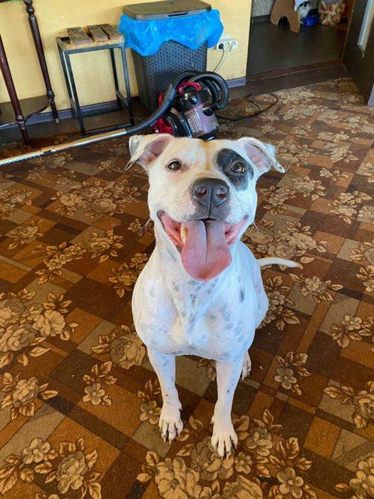 Услуги дрессировщика