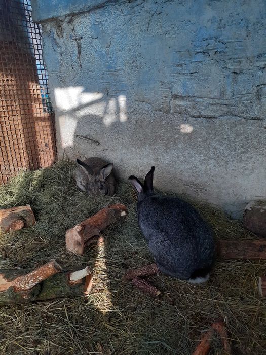 Vand iepuri de casa!!