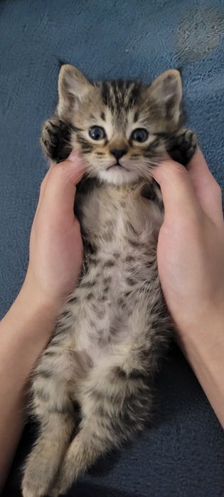 Очаровательный котёнок ищет хозяев