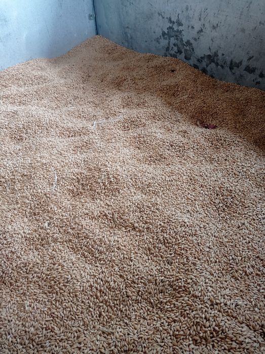 Triticale de vînzare