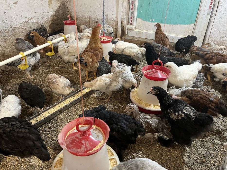 Pui au 3 luni pui de casa