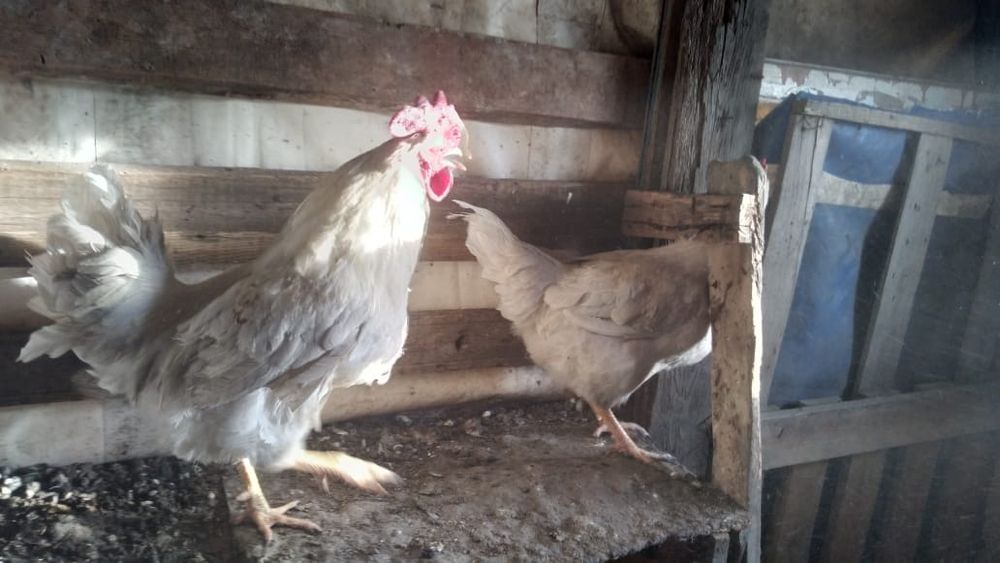 Продам петухов в наличие 5 штук