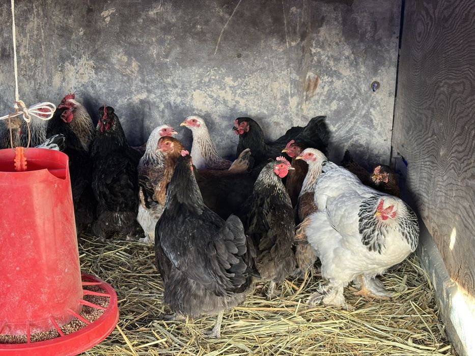 Продам домашних курей