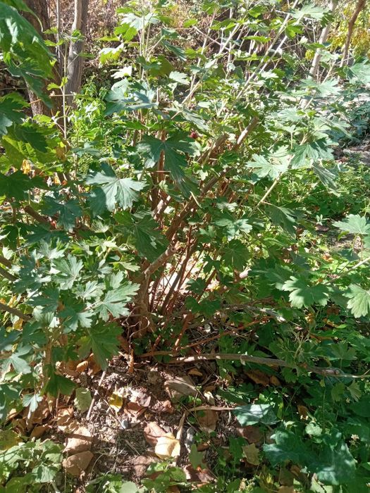 Смародина кучатлар