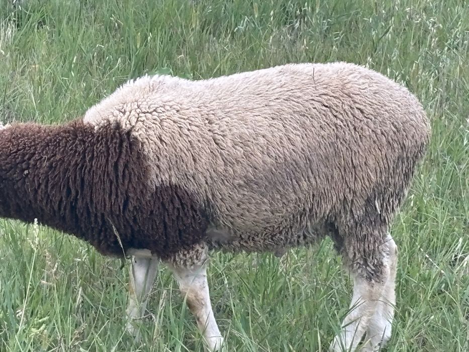 Berbecut metis dorper