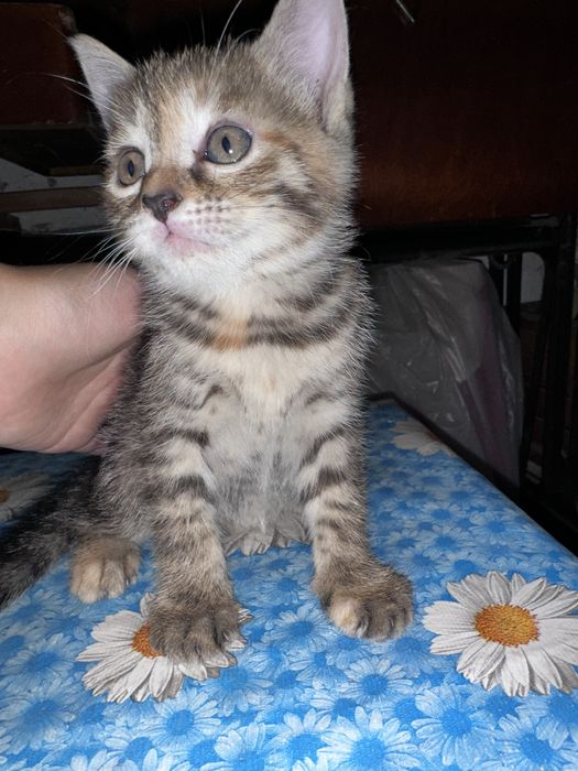 3 котенка бесплатно