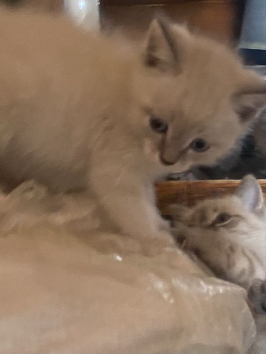 Бесплатно котята