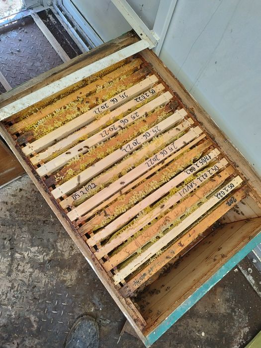 Vând cutii de stupi orizontali pe 18 rame