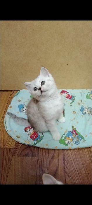 Скоттиш страйт. Мальчик.