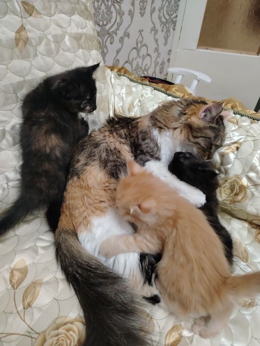 Бепул мушук болалари бор