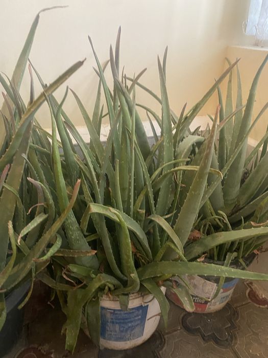 Многолетний алоэ