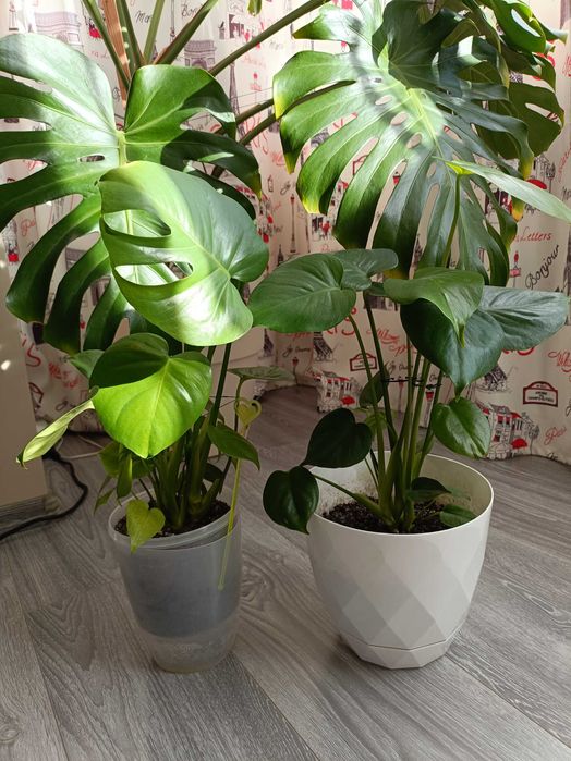 Filodendron cu puieți