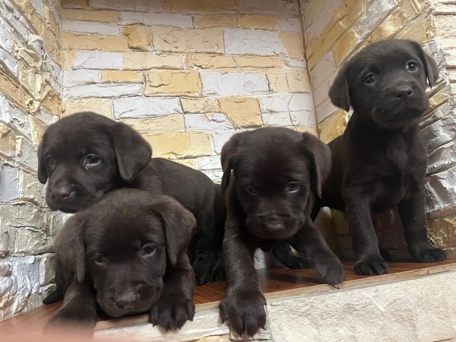 Продам щенков лабрадора