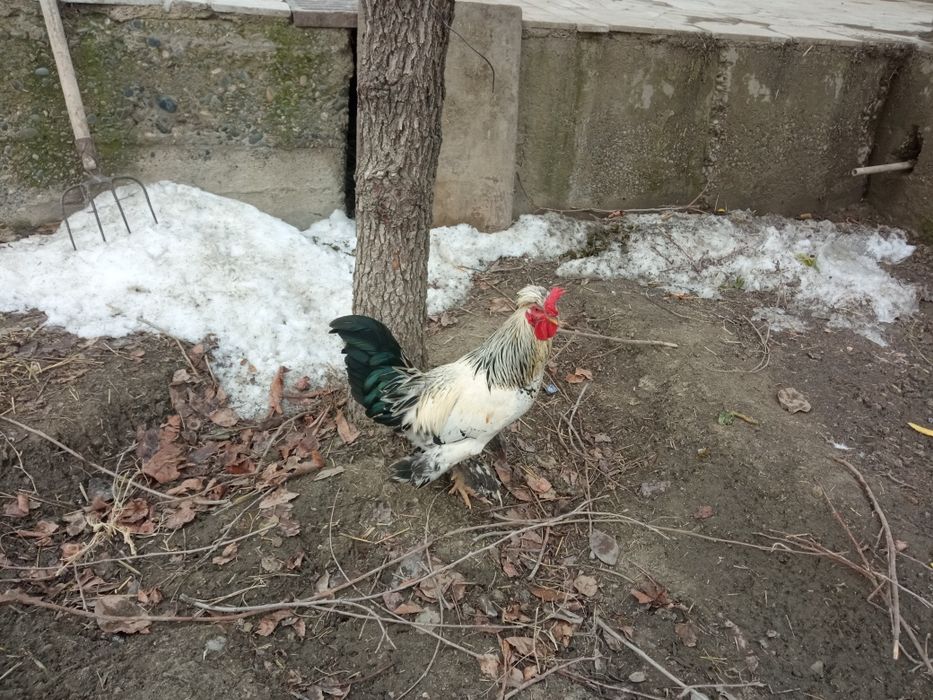 Yapon xōroz sotiladi manzil Samarqand