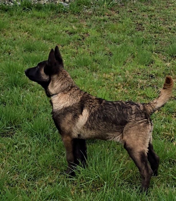 Mascul ciobănesc belgian malinois