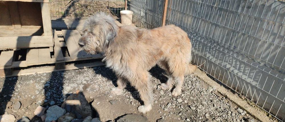 Luna, metis de ciobanesc, isi cauta casuta