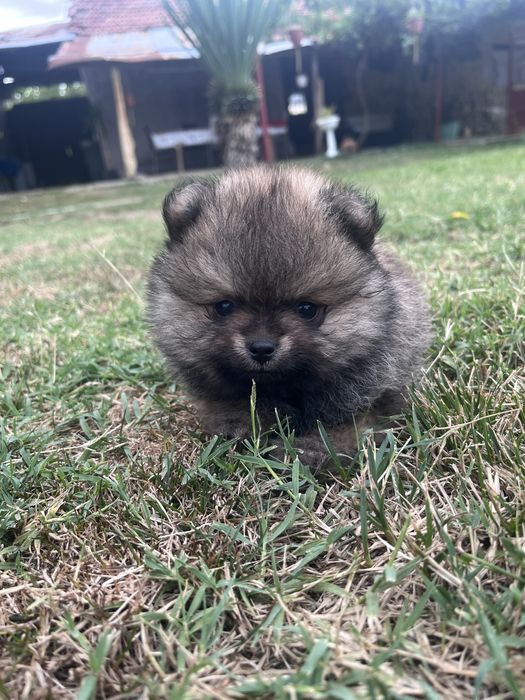 Продавам бебета пумерон