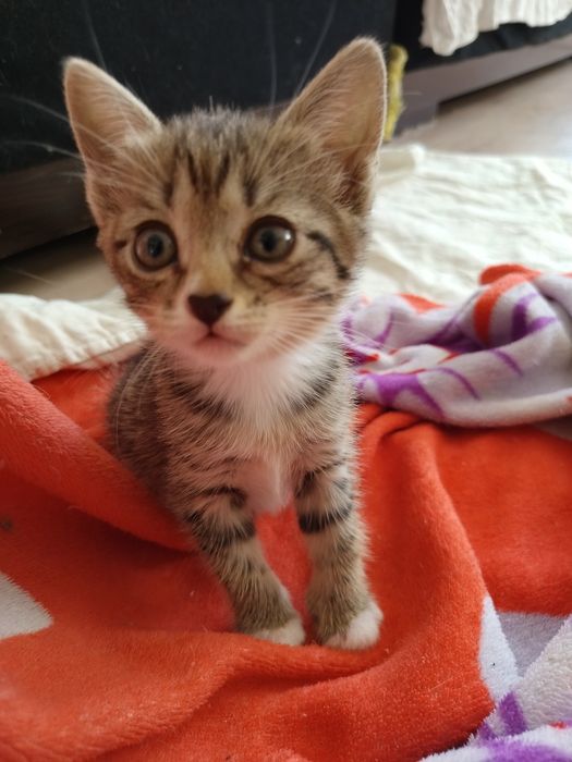 Котята ищут семью