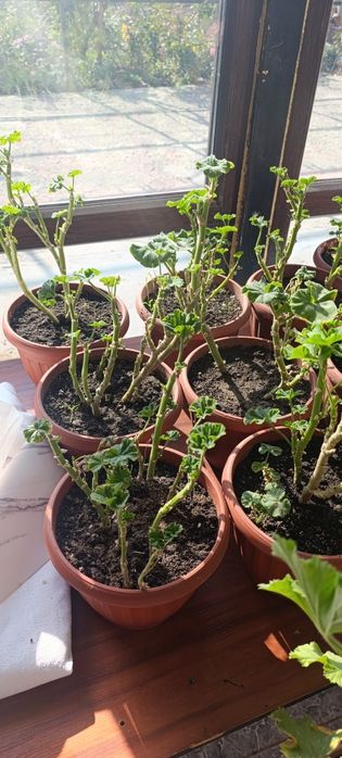 Герань цветы  продажа