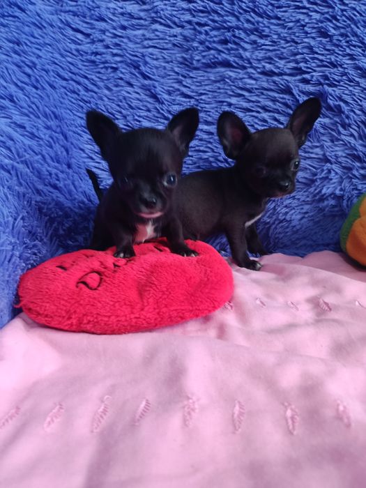 Щенки чихуахуа мини