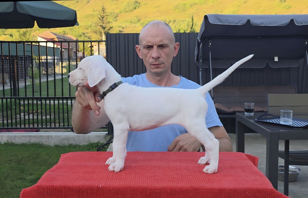 Dogo argentino/Dog argentinian
