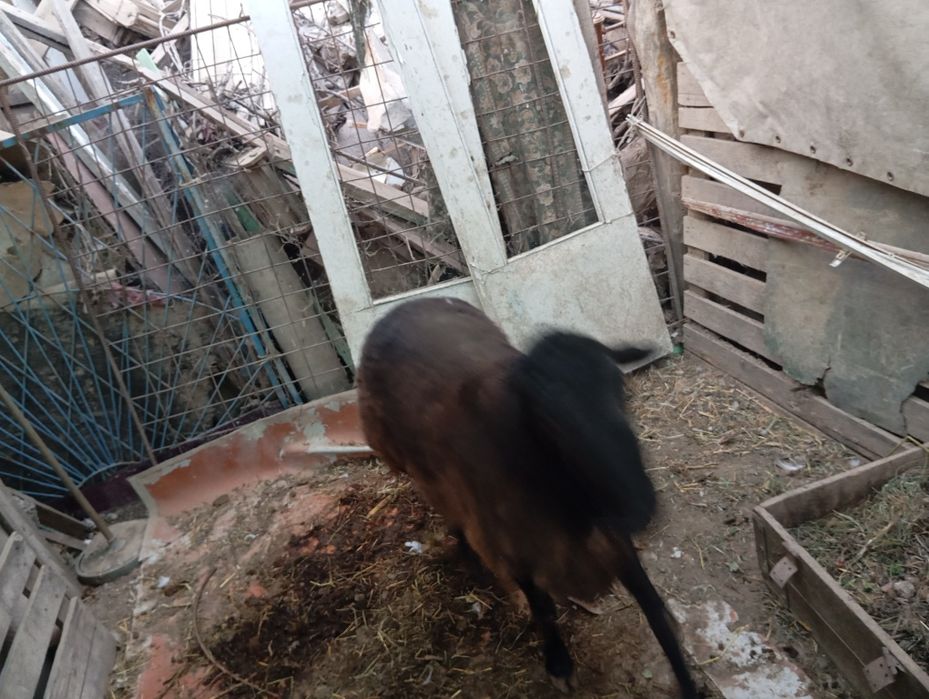 Продается баран мужик