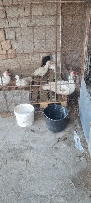 Индоутки тяжолых линий