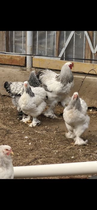 Продаётся семейка брама