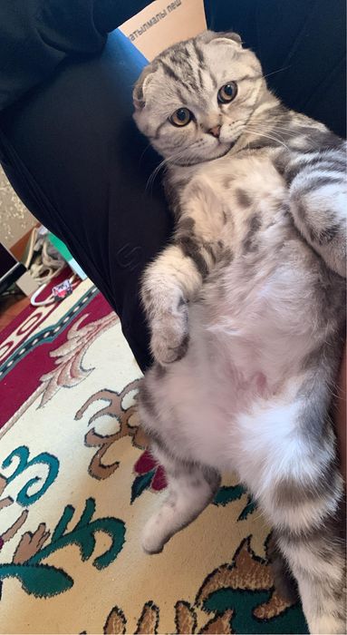 Кот на вязку очень красивый