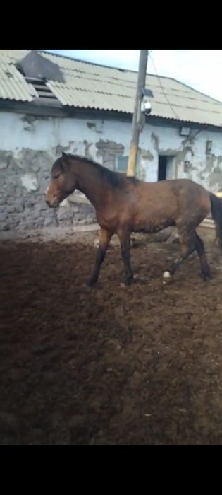 Дөнен, тай сатылады