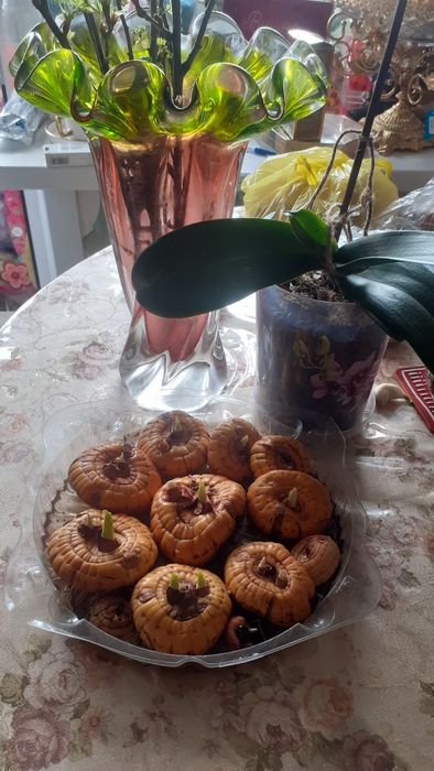 Дом и сад комнатные растения