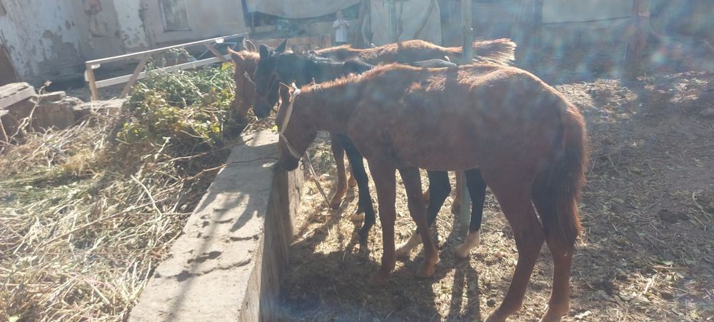 От той 2 та эркак 1 та ургочи