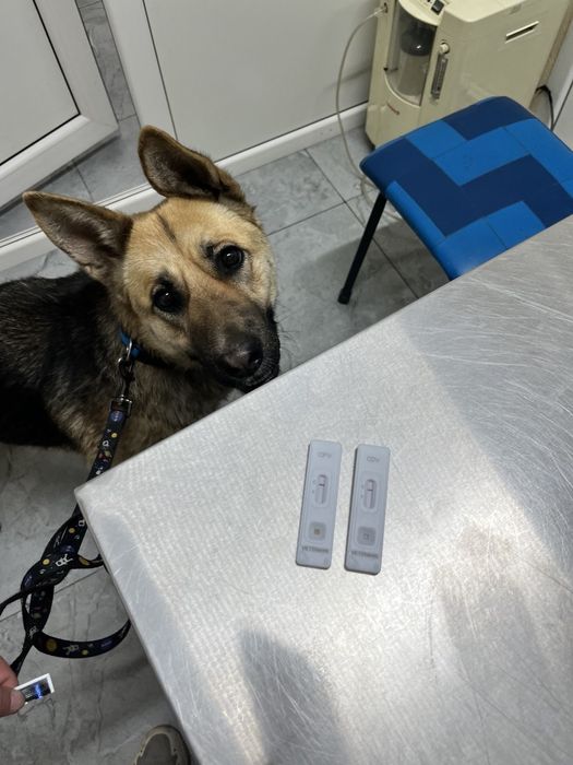 Поиск дома для Киры