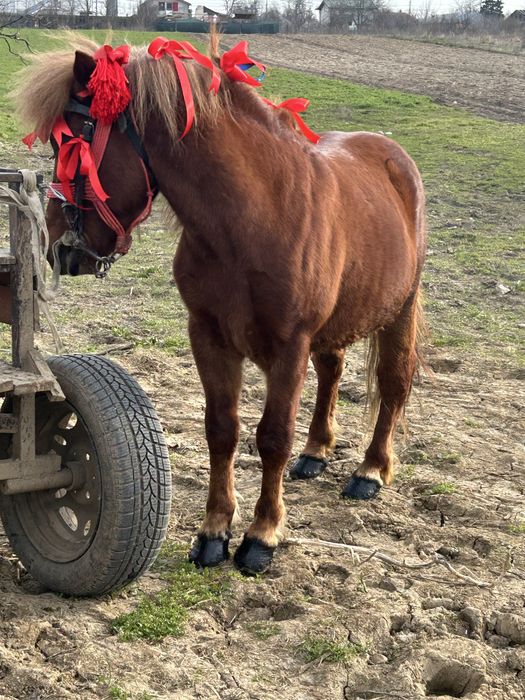 Vand sau schimb ponei foarte cumine