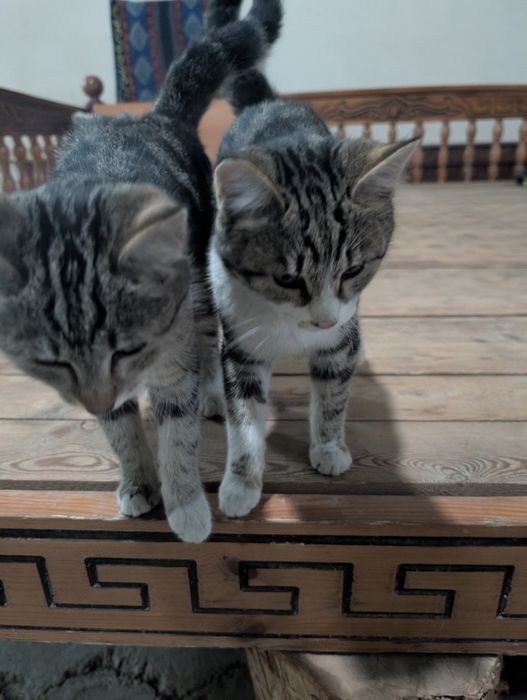 Отдадим котят в хорошие руки