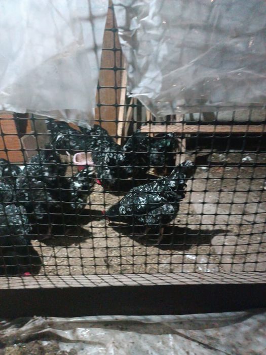 Инкубационные яйца австралорп