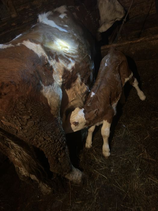 Vind vaca cu vitel fatata de trei saptamini !