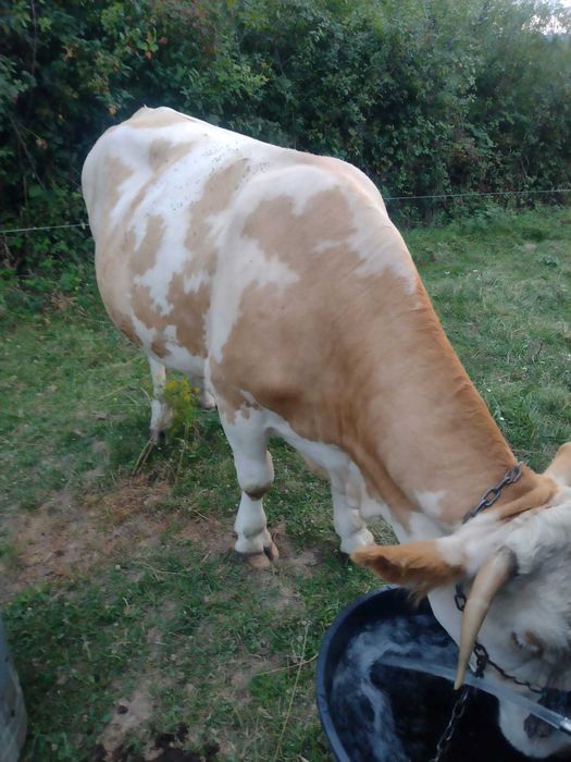 Două juninci de vânzare !!!