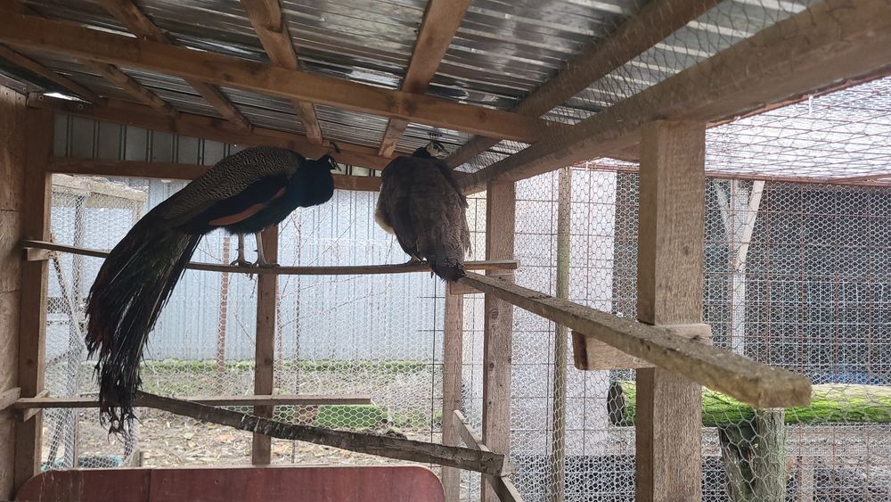 Pereche pauni maturi